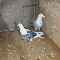 کفتر پشدار