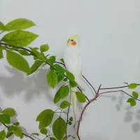 عروس هلندی زیبا