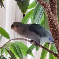 کوتوله برزیلی گم شده محدوده هاشمیه کوهسر