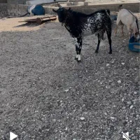 کهره داشتی جوان