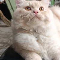 گربه نر جفتگیری