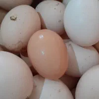 تخم مرغ محلی،اصل ،نطفه دار،