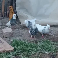 کفتر طوقی نقش
