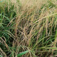 برنج ایرانی