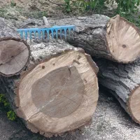 خرید انواع چوب و هرس درختان