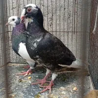 کفتر طوقی و قره نر