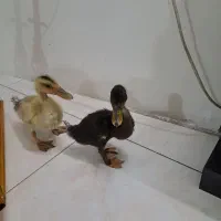 جوجه اردک ۲ عدد