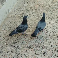 کبوتر|پرنده|ایذه, |دیوار