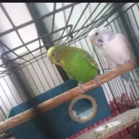 یک جفت مرغ عشق
