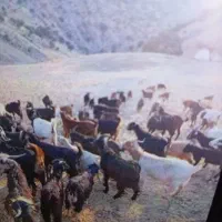 بز  جوان معاوضه بامیش