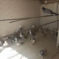 فروش تعدادی دمگیر