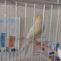 قناری ماده سیلور