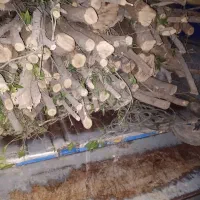 خرید چوب درختان