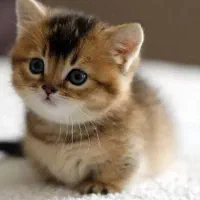 گربه نژاد مانچکین از مولدین وارداتی در رنگ‌های خاص