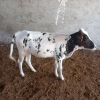 گاو دورگ ابستنی نزدیک به ۵ماه