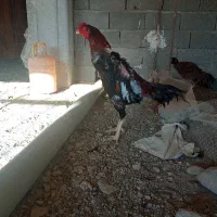 خروس لاری اوشامو ده ماهه