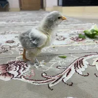 تخم نطفعه دار و جوجه برهما ۲۰روزه اصیل