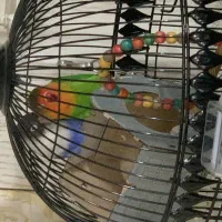 پرنده