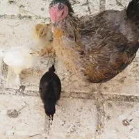 مرغ جنگلی
