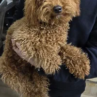 نگهداری و مراقبت از سگ پودل