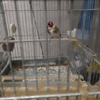 سهره|پرنده|قزوین, |دیوار