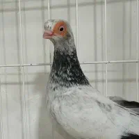 کبوتر چشم تلسکوپی