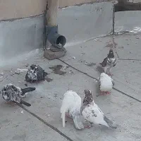 جوجه و کهنه کفتر