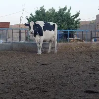 ۳راس گاو شیری جون جنس دار  فروشی