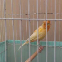 قناری نر سوپر