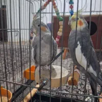 عروس هلندی نرو ماده با قفس وپایه