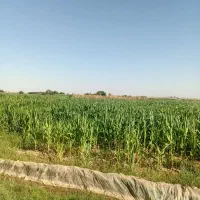 فروش-5-هکتارزمین-کشاورزی-سبیلی-بعداز-شرکت-روغن