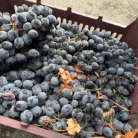 انگور سیاه سردشت|خوردنی و آشامیدنی|تهران, هروی|دیوار