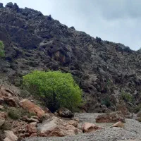 خریدار خید یونجه هستم