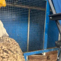 اکواریم|ماهی|برازجان, |دیوار