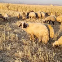 قوچ اصیل سنجابی ورن