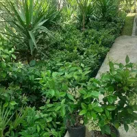 گل و گیاه|گل و گیاه طبیعی|واجارگاه, |دیوار