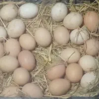 تخم مرغ