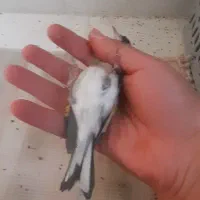 سهره کرمونب ماده