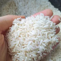 برنج هاشمی دو الکه گیلان