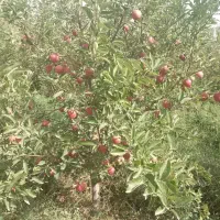 اجاره سیب درختی