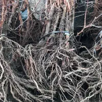 فروش نهال انگور سردشت