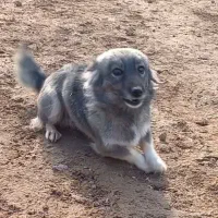 سگ ولش کورگی