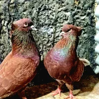 کبوتر شمرونی اصل