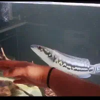 ماهی سرماری