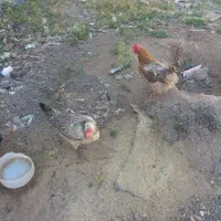 مرغ تخم گذار