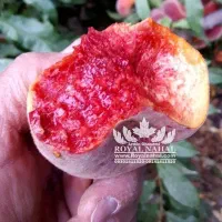 خرید نهال هلو انجیری قزل رنگ خاص