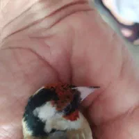 سهره|پرنده|دزفول, |دیوار