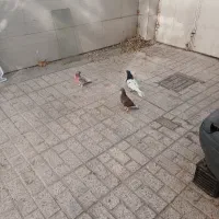 کفتر