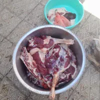 شیشک کشتاری