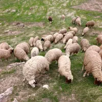 گوسفند شیشک